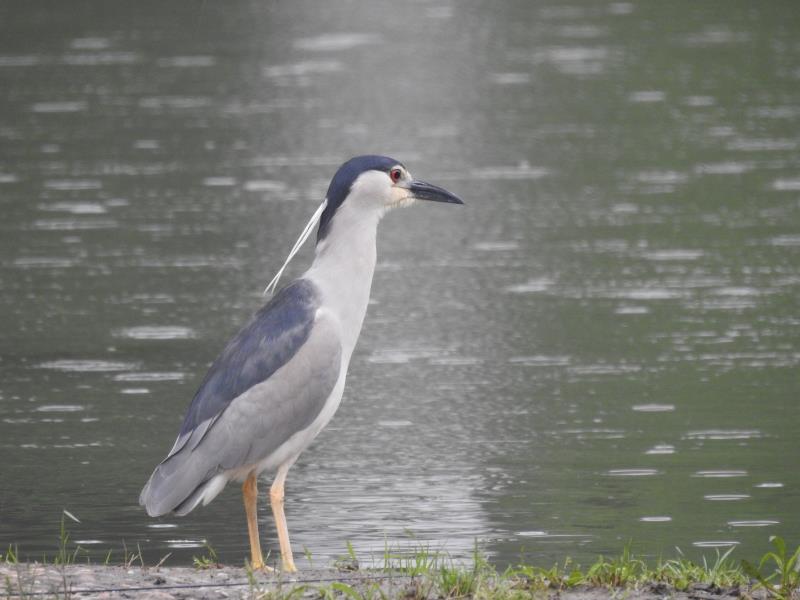 Nycticorax